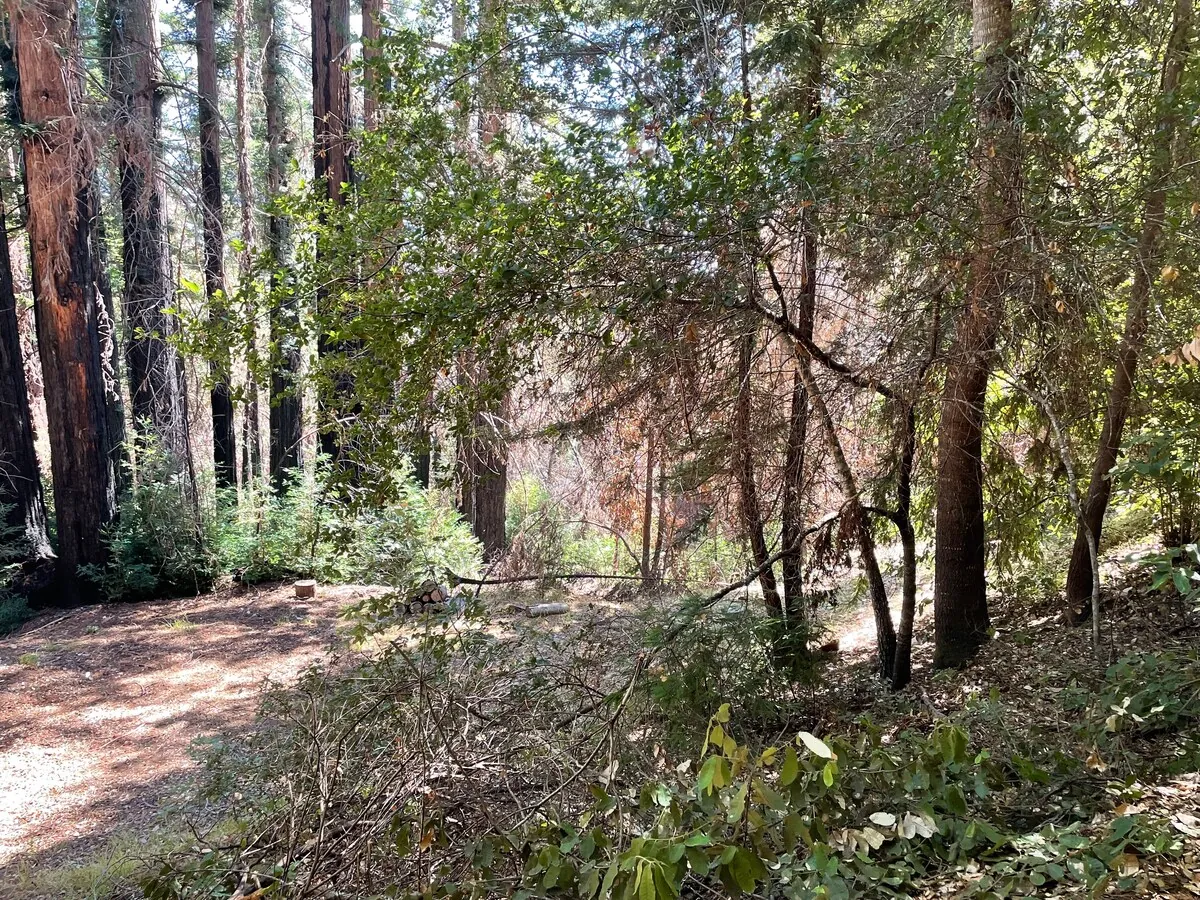 Redwood forest trail steps from the house